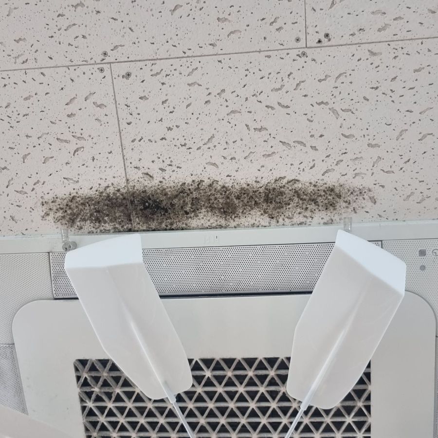 천장 텍스 곰팡이 근접